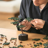 Builder's Bonsai (Evergreen)