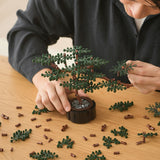 Builder's Bonsai (Evergreen)