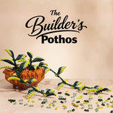 Builder's Pothos